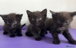 Mixed Breed cats for sale: 3 lovely kittens  - Image 5