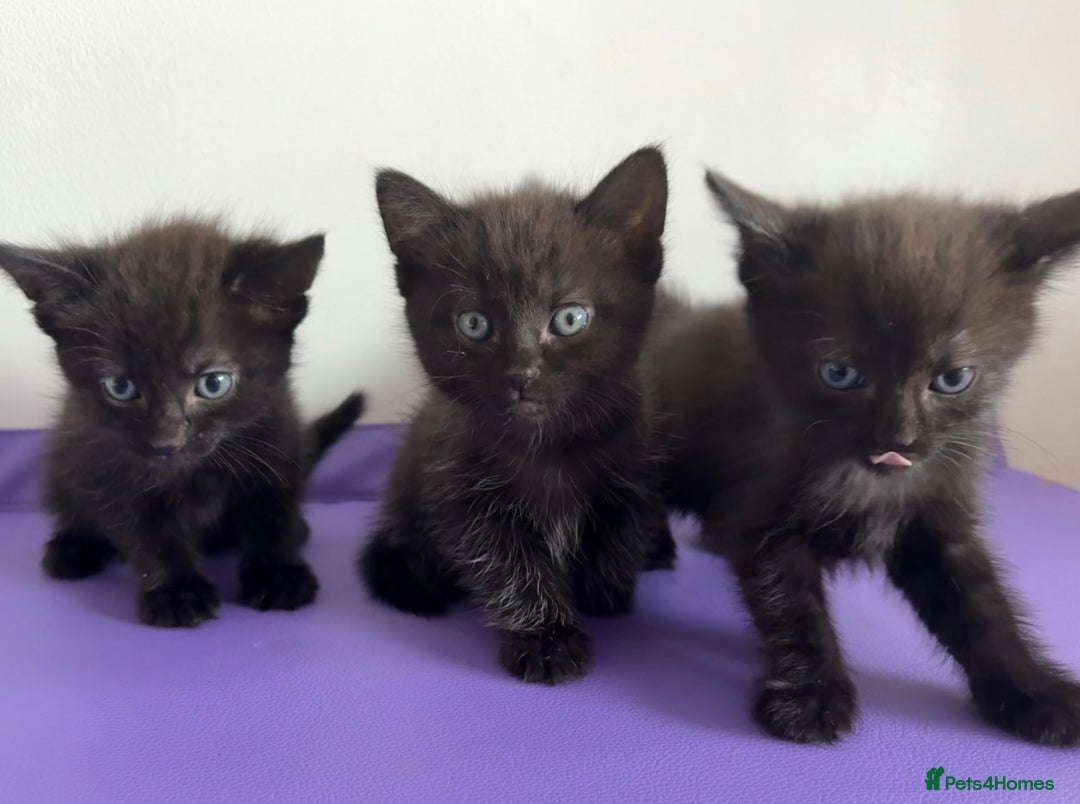 Mixed Breed cats for sale: 3 lovely kittens  - Image 5