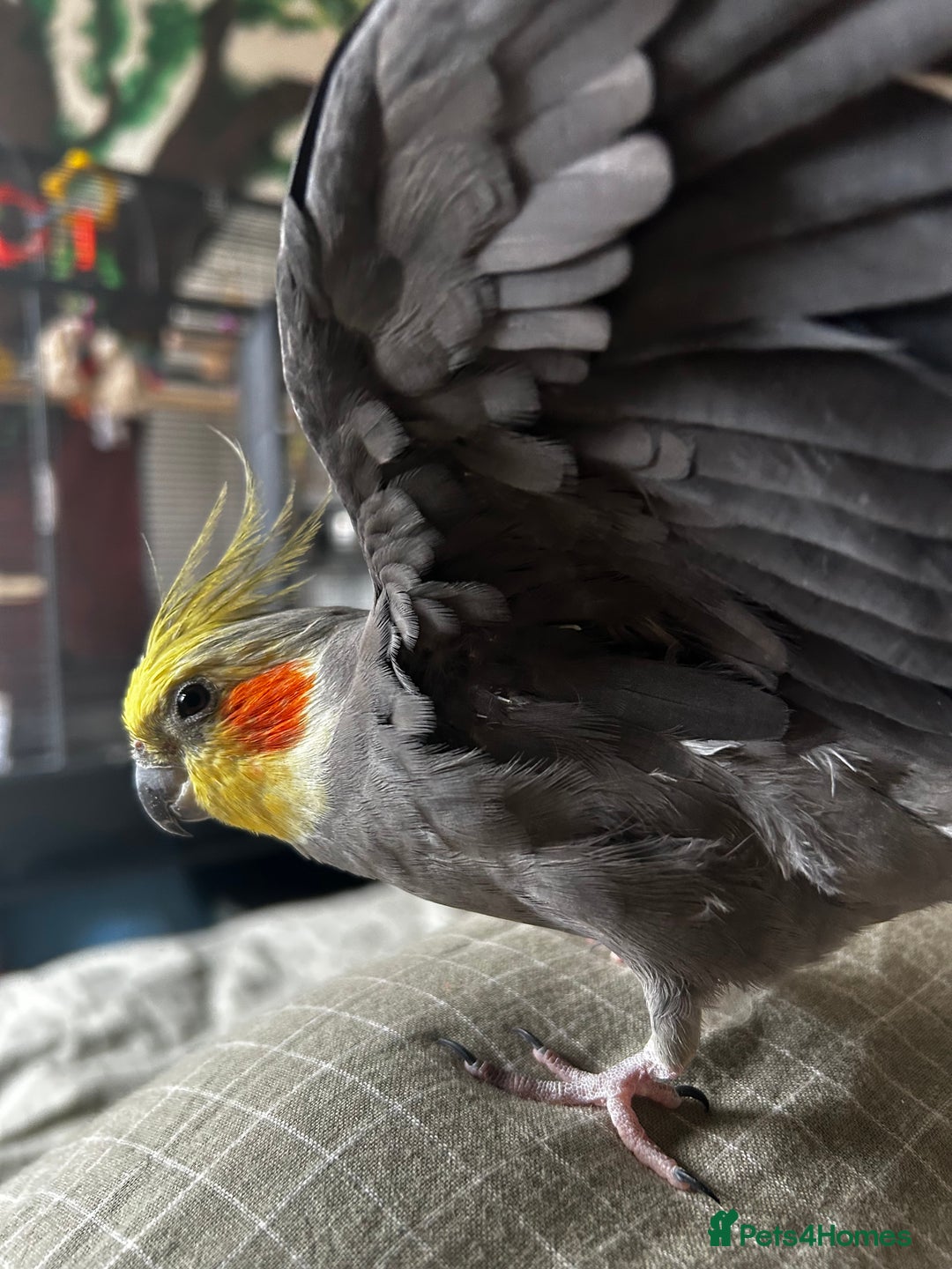 Cockatiels birds for sale: Looking for new home !  - Image 3