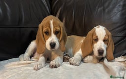 Beagle dogs for sale: 2 stunning Beagle Puppies, ready now in Sidcup - Image 36