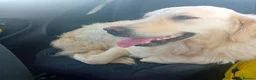 Mixed Breed dogs for sale: Golden Irish  - Advert 2