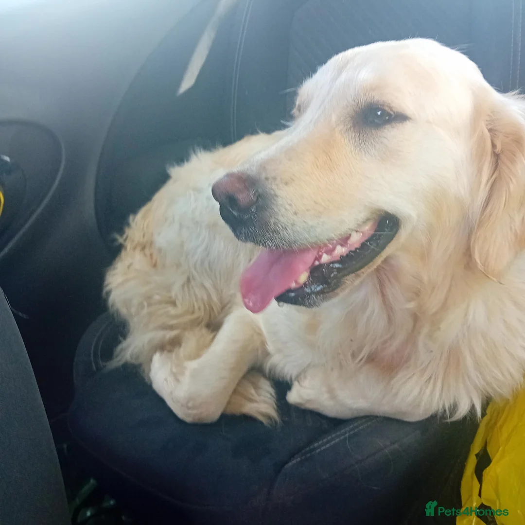 Mixed Breed dogs for sale: Golden Irish  - Advert 2