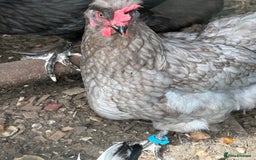 Chickens poultry for sale: 2 chickens for sale  - Image 3