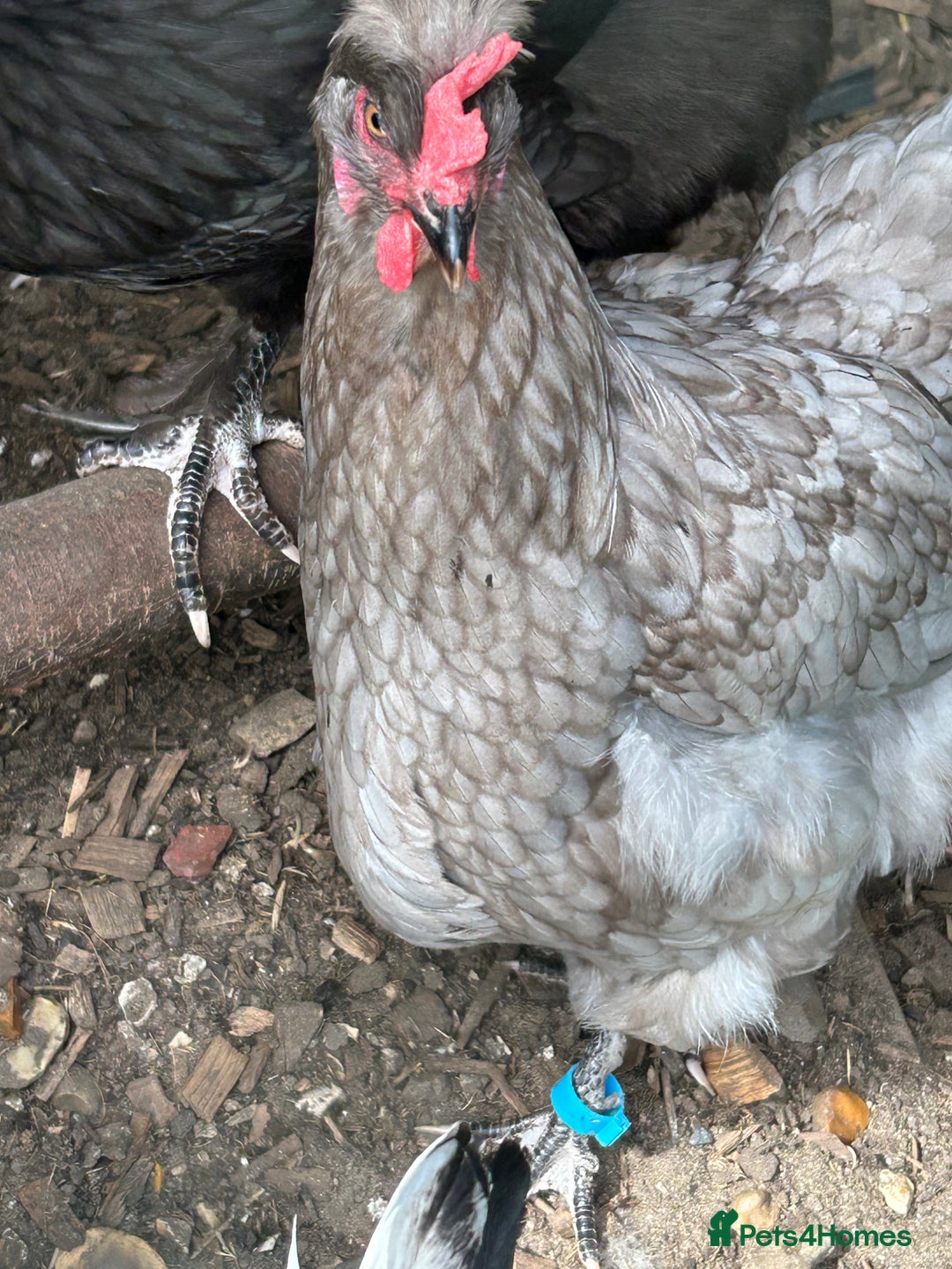 Chickens poultry for sale: 2 chickens for sale  - Image 3