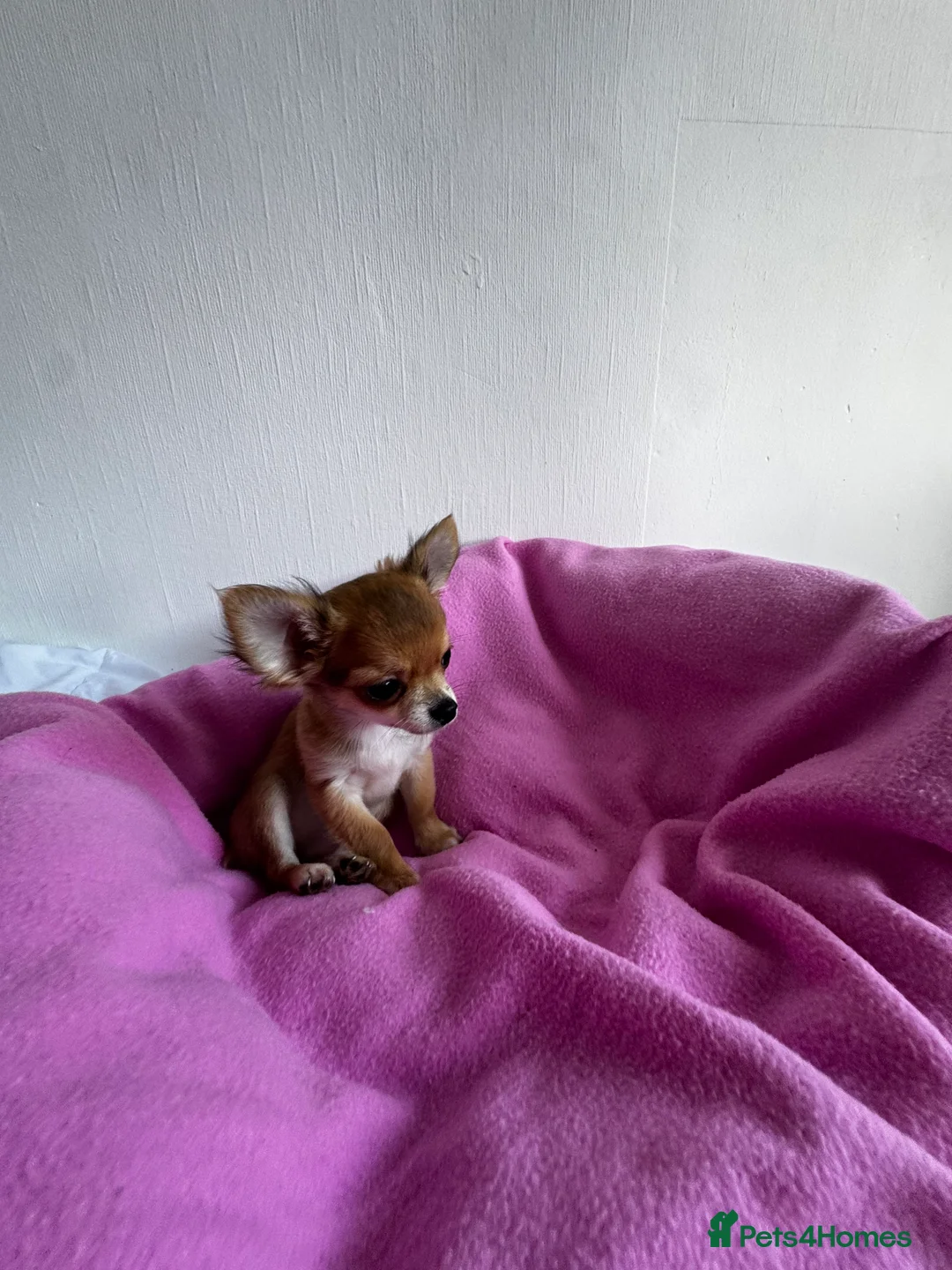 Chihuahua dogs for sale: KC reg Long hair tiny chihuahua for sale  - Advert 6