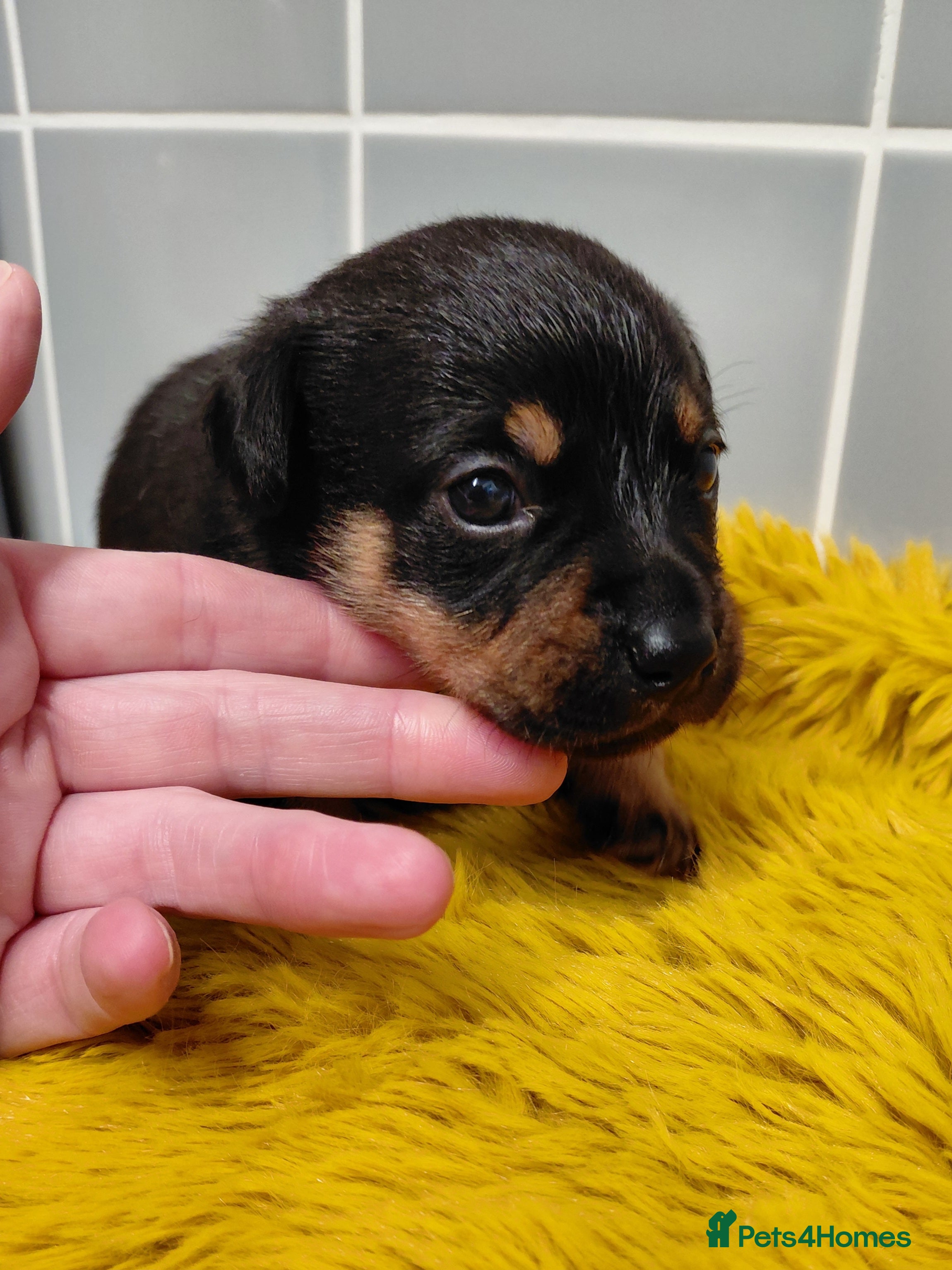 Jack Russell dogs Jack Russell Female - Advert 11