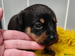 Jack Russell dogs Jack Russell Female - Advert 11