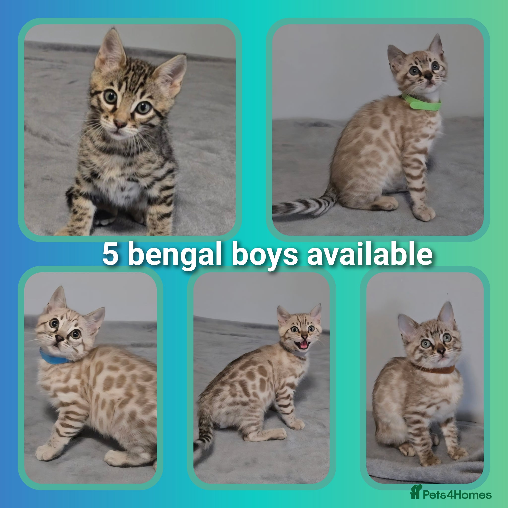 Bengal cats 5 bengal boys looking for their furrever home - Advert 1