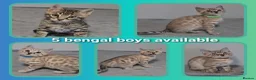 Bengal cats for sale: 5 bengal boys looking for their furrever home - Advert 2