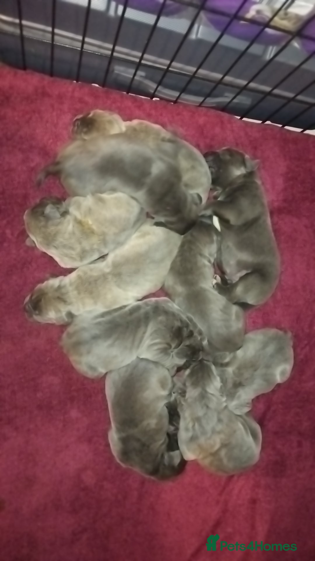 Cane Corso dogs Cane corso puppys 4 boys 4 girls abkc - Advert 1