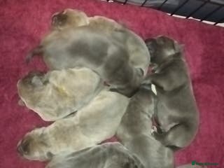 Cane Corso dogs Cane corso puppys 4 boys 4 girls abkc - Advert 4