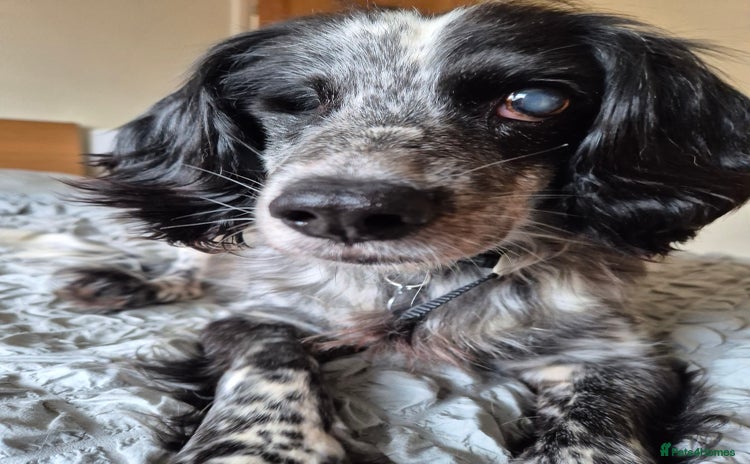 Cocker Spaniel dogs - Advert 1
