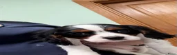 Cavalier King Charles Spaniel dogs for sale: KC Reg cavalier King Charles  - Advert 13