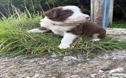 Bearded Collie dogs for sale: 🚨3/4 BEAUTIFUL BEARDIE PUPPIES 🚨 - Image 2
