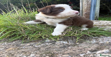 Bearded Collie dogs - Advert 5