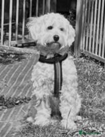 Maltipoo dogs - Advert 7
