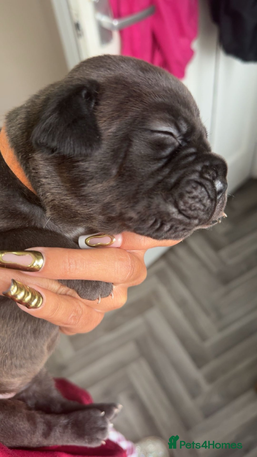 Mixed Breed dogs for sale: 2 dogue de Bordeaux x cane corso puppies - Advert 14