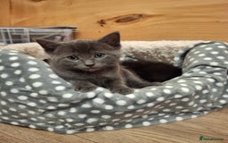 Ragdoll cats for sale: Ragdoll x BSH - Image 2
