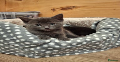 Ragdoll cats - Advert 9