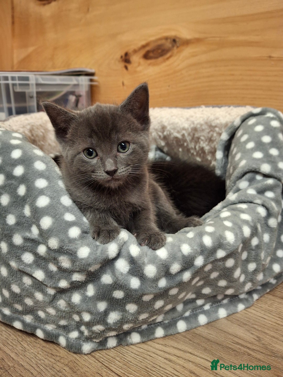 Ragdoll cats for sale: Ragdoll x BSH - Image 2