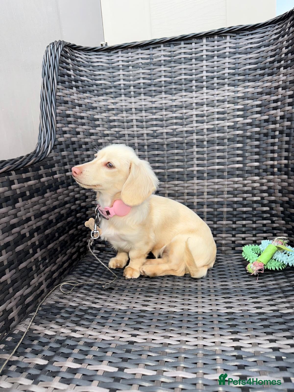 Miniature Dachshund dogs Bright Cream long haired miniature daschund⭐️ - Advert 2