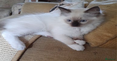 Ragdoll cats - Advert 4