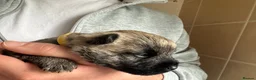 Cairn Terrier dogs for sale: Beautiful Cairn Terrier Puppies  - Advert 5