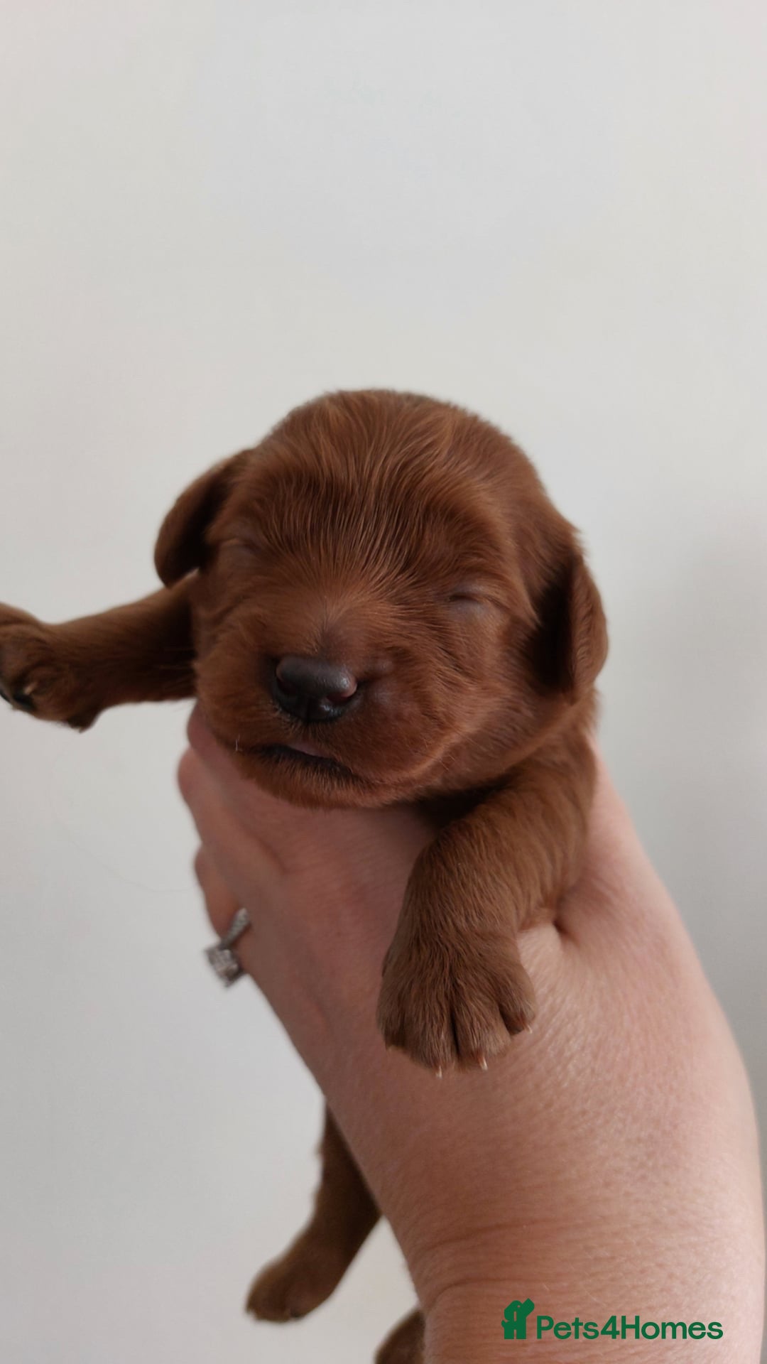 Cavapoo dogs for sale: F1b fiox red male puppy  - Image 2