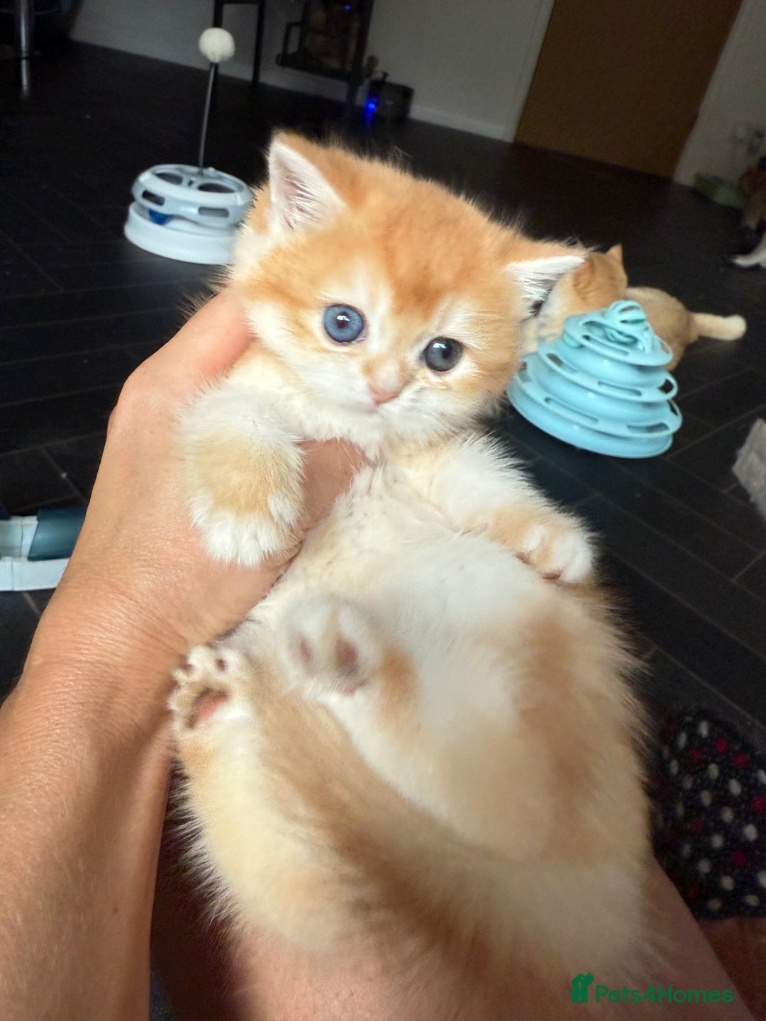 British Shorthair cats for sale: GCCFreg BSH & BLH Chocolate & Black Golden Kittens - Advert 4