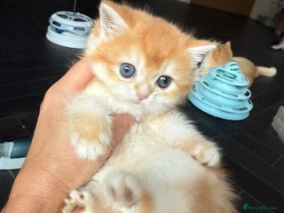 British Shorthair cats - Advert 6