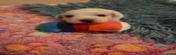 Bichon Frise dogs for sale: Cute little puppies 🩷🩷💙💙 - Advert 9