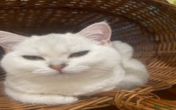 Scottish Fold cats for sale: Kittens 5  - Image 6