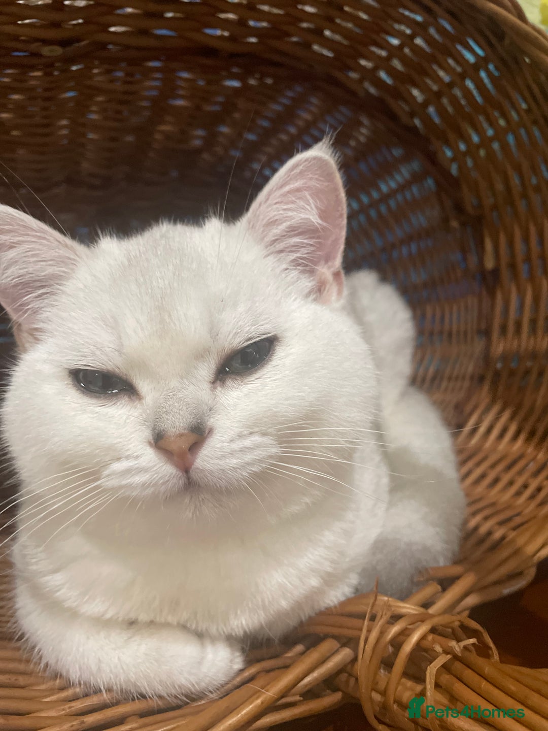 Scottish Fold cats for sale: Kittens 5  - Image 6