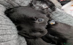 Mixed Breed dogs for sale: Ruby! - Advert 5