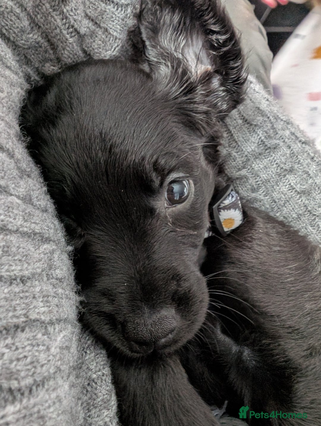 Mixed Breed dogs for sale: Ruby! - Advert 5