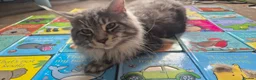 Maine Coon cats for sale: Maine Coon - Advert 17