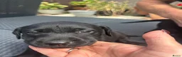 Labrador Retriever dogs for sale: Beautiful healthy Labrador puppies  in Leicester - Advert 3