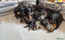Miniature Dachshund dogs for sale: Miniature daushund puppies  - Image 2