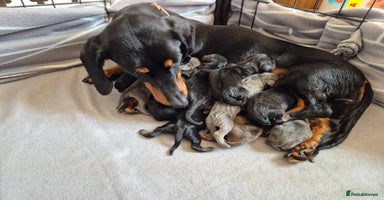 Miniature Dachshund dogs - Advert 4
