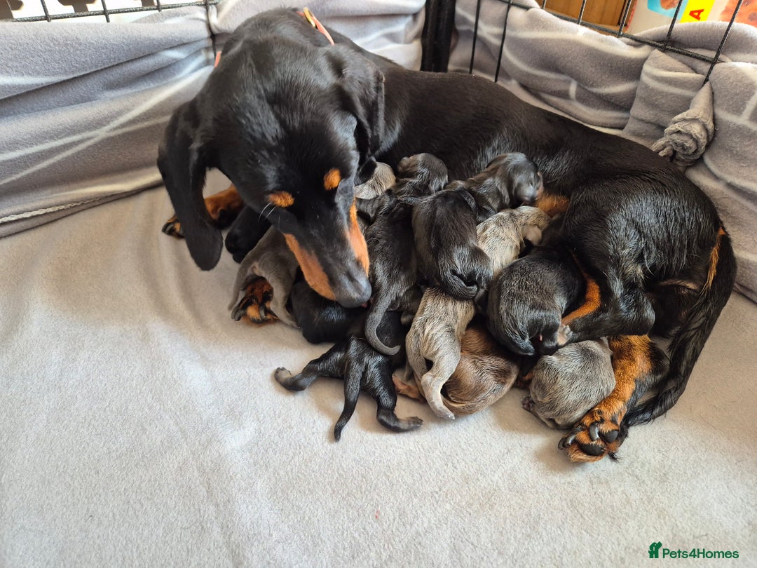 Miniature Dachshund dogs for sale: Miniature daushund puppies  - Image 2