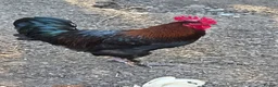 Chickens poultry for sale: Various Types of Maran Cockerels  - Advert 2
