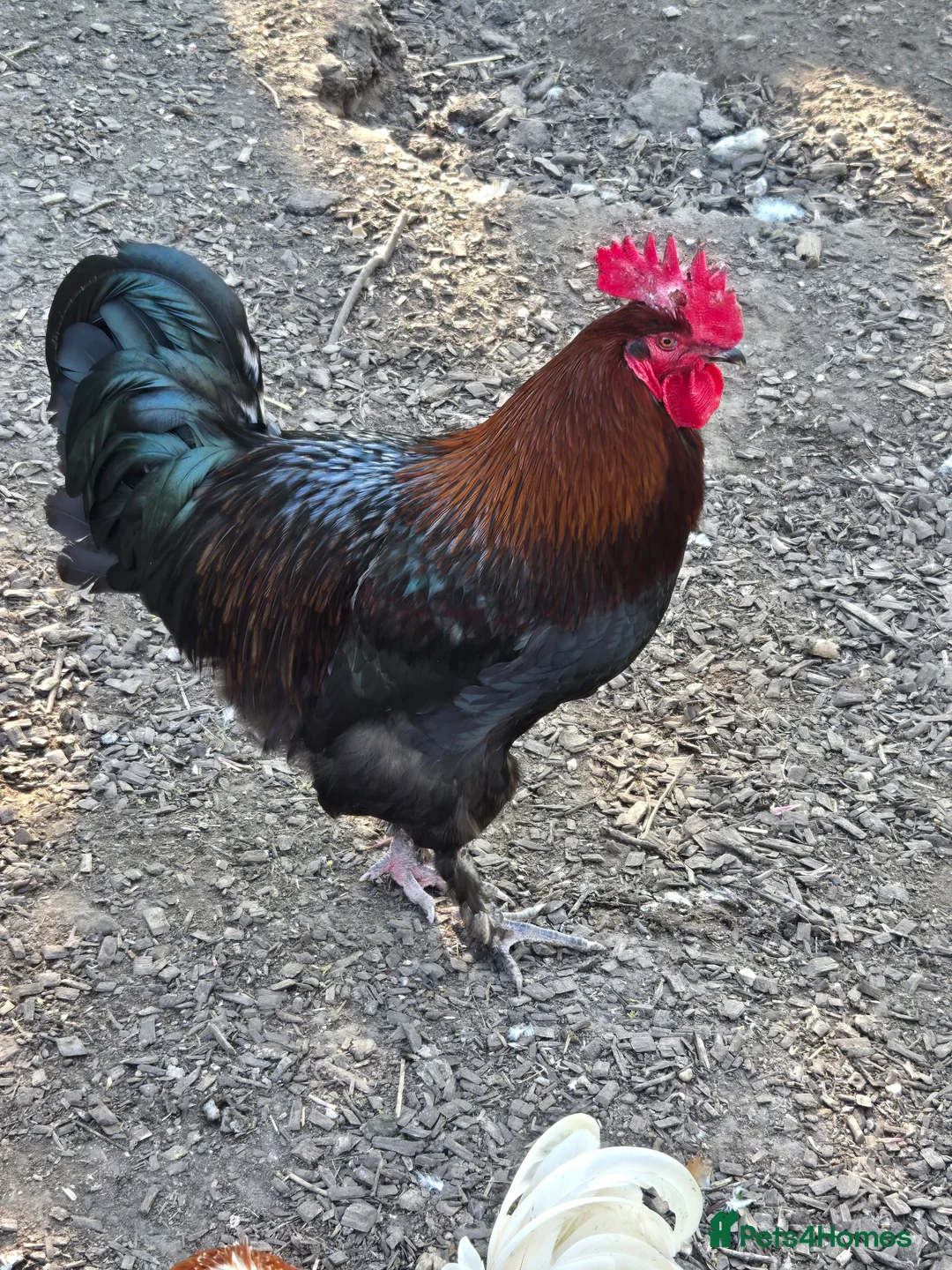 Chickens poultry for sale: Various Types of Maran Cockerels  - Advert 2