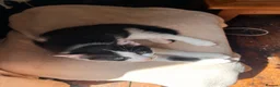 Mixed Breed cats for sale: Four varied mixed breed kittens - Advert 37
