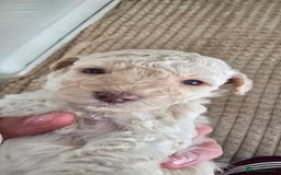 Standard Poodle dogs for sale: 7 Standard poodles for sale including 2 merle - Image 16