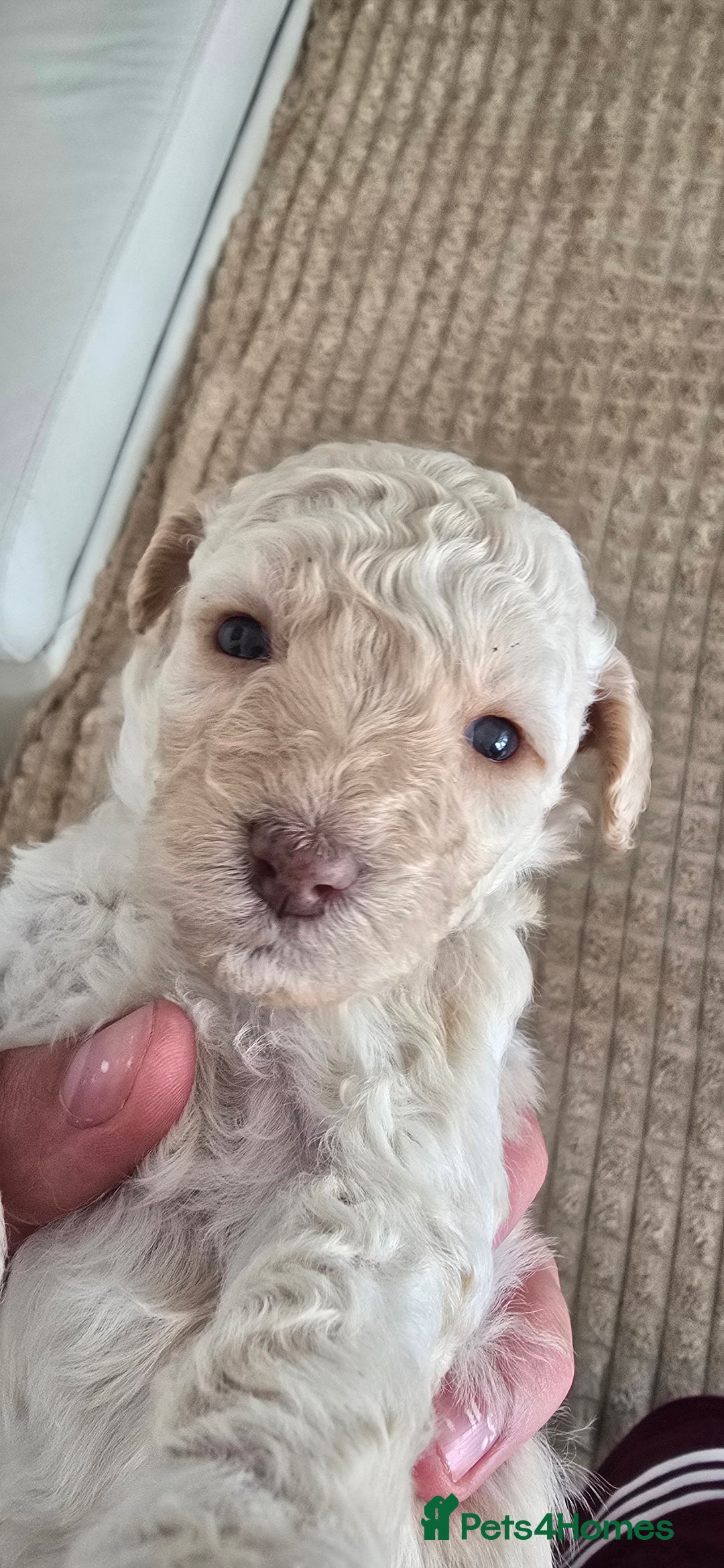 Standard Poodle dogs for sale: 7 Standard poodles for sale including 2 merle - Image 16