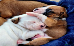 Boxer dogs for sale: Purebred Boxers Puppies - C3 Vacc Girls And Boys - Image 8