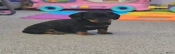 Dachshund dogs for sale: Beautiful Miniature Dachshunds  - Advert 9