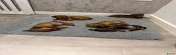 Dachshund dogs for sale: Dachshund puppies for sale - Advert 10