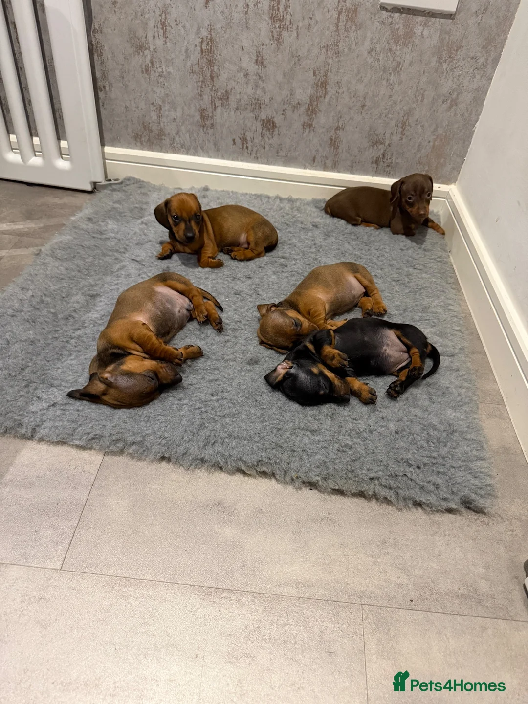Dachshund dogs for sale: Dachshund puppies for sale - Advert 10