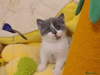 British Shorthair cats British ShortHair kittens GCCF - Advert 3